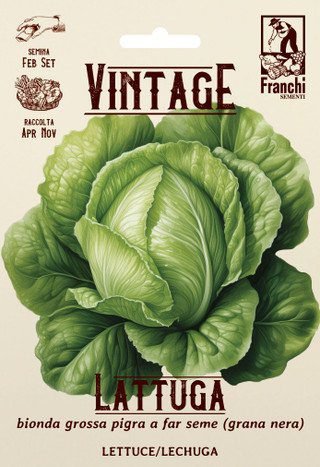 Lettuce ‘Vintage Blond’ Seeds – Slow-Bolting Crisphead Lettuce