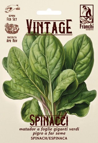 Spinach ‘Vintage Matador’ Seeds – Cold Hardy Heirloom Variety