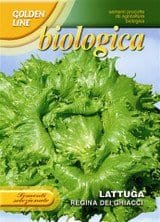 🥬 Organic Iceberg Lettuce 'Regina Dei Ghiacci' Seeds | Crisp Heirloom Lettuce | Franchi Seeds