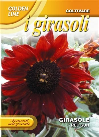 Sunflower 'Red Sun' Seeds | Deep Red Cut Flower | Franchi Seeds