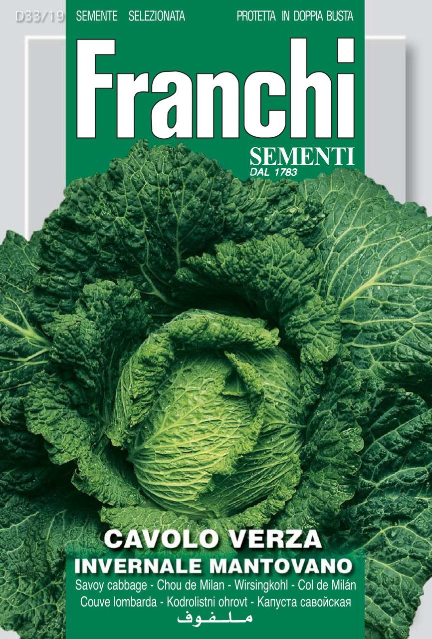 Savoy Cabbage Invernale Mantovano Seeds Winter Savoy by Franchi Seeds