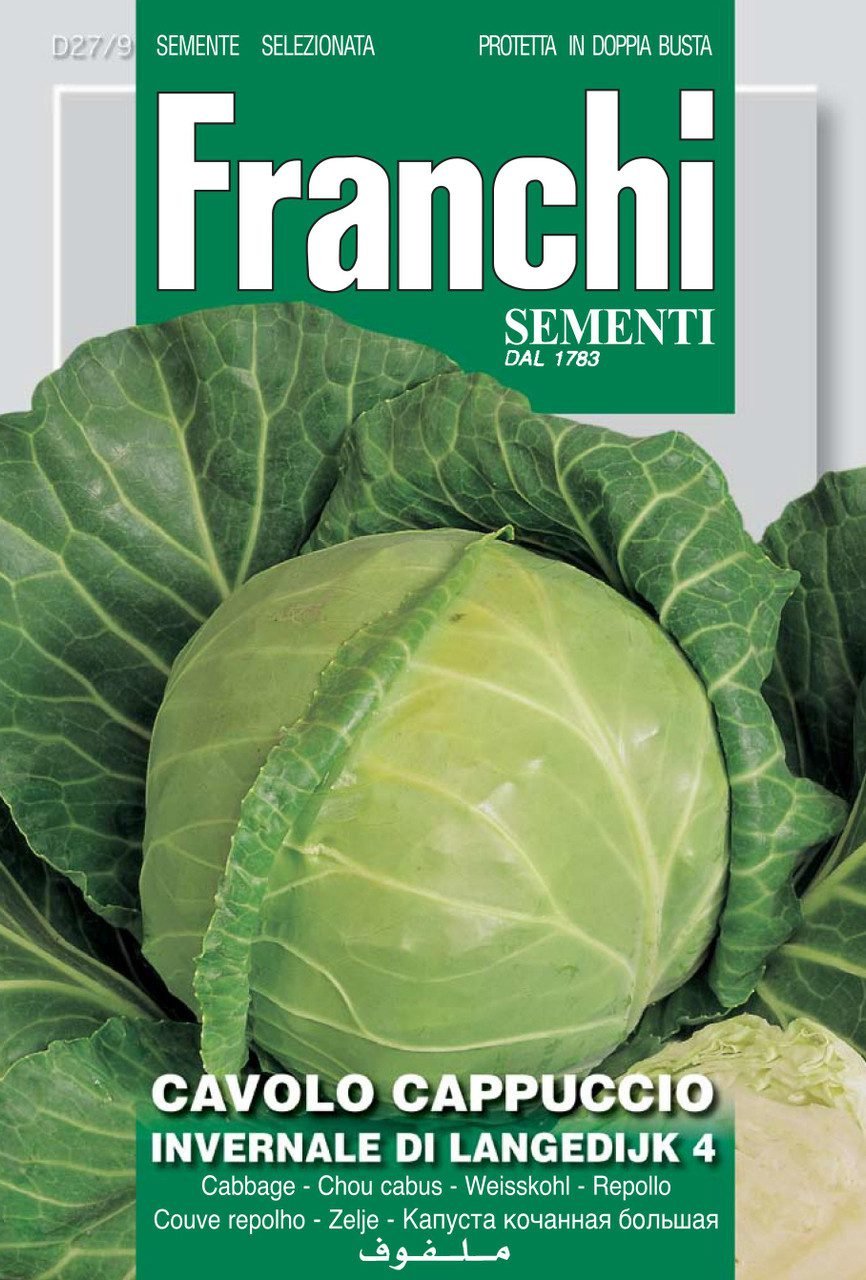 Cabbage 'Langedijk' Seeds | Dutch Late Winter Cabbage