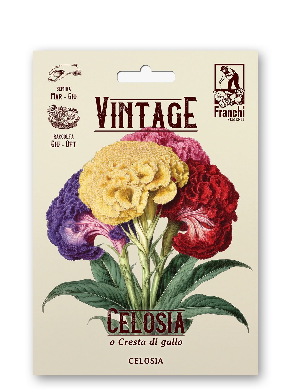 Celosia Cristata Multicolor Vintage 1928 Flower Seeds Franchi Seeds