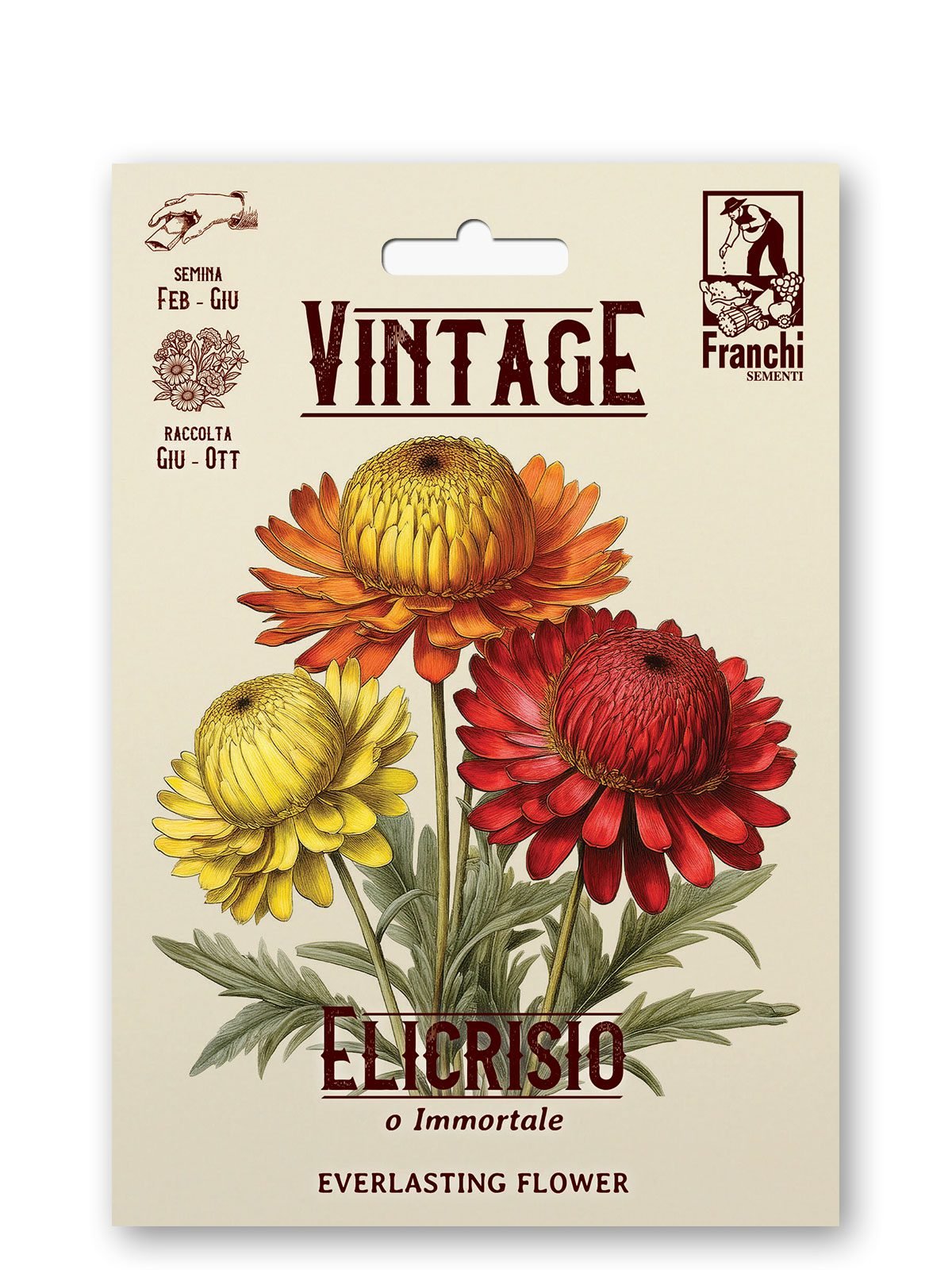 Elicrisio Strawflower Multicolor Vintage 1928 Everlasting Flower Seeds Franchi Seeds