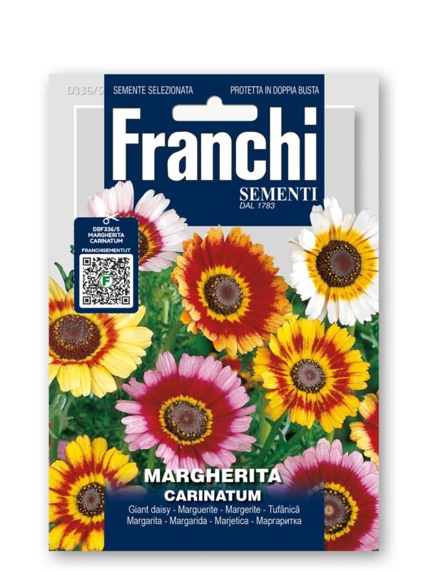 MARGHERITA MULTICOLOUR Margherita Carinatum Mix Seeds | Giant Multicolour Daisy | Hardy 70 cm Perennial for Borders & Pots