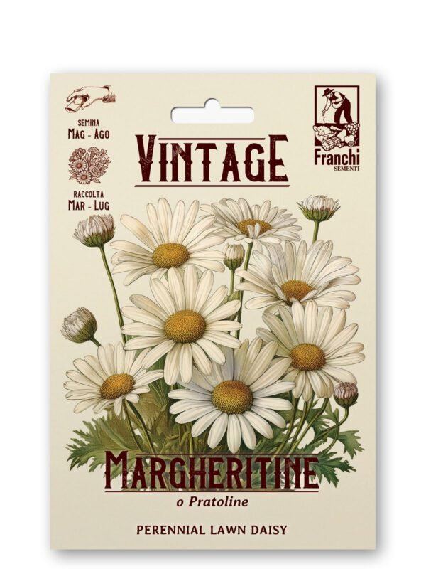 Margheritine Margheritina dei Prati Vintage Flower Seeds | Perennial Meadow Flower | Italian Heirloom 1928