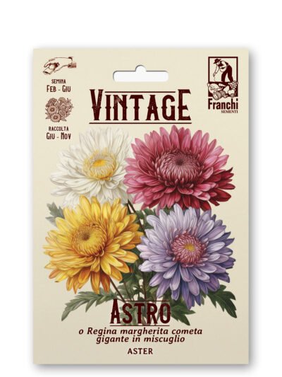 🌸 Aster ‘Princesse Multicolor’ Vintage Flower Seeds | Annual Summer Blooms | Italian Heirloom 1928