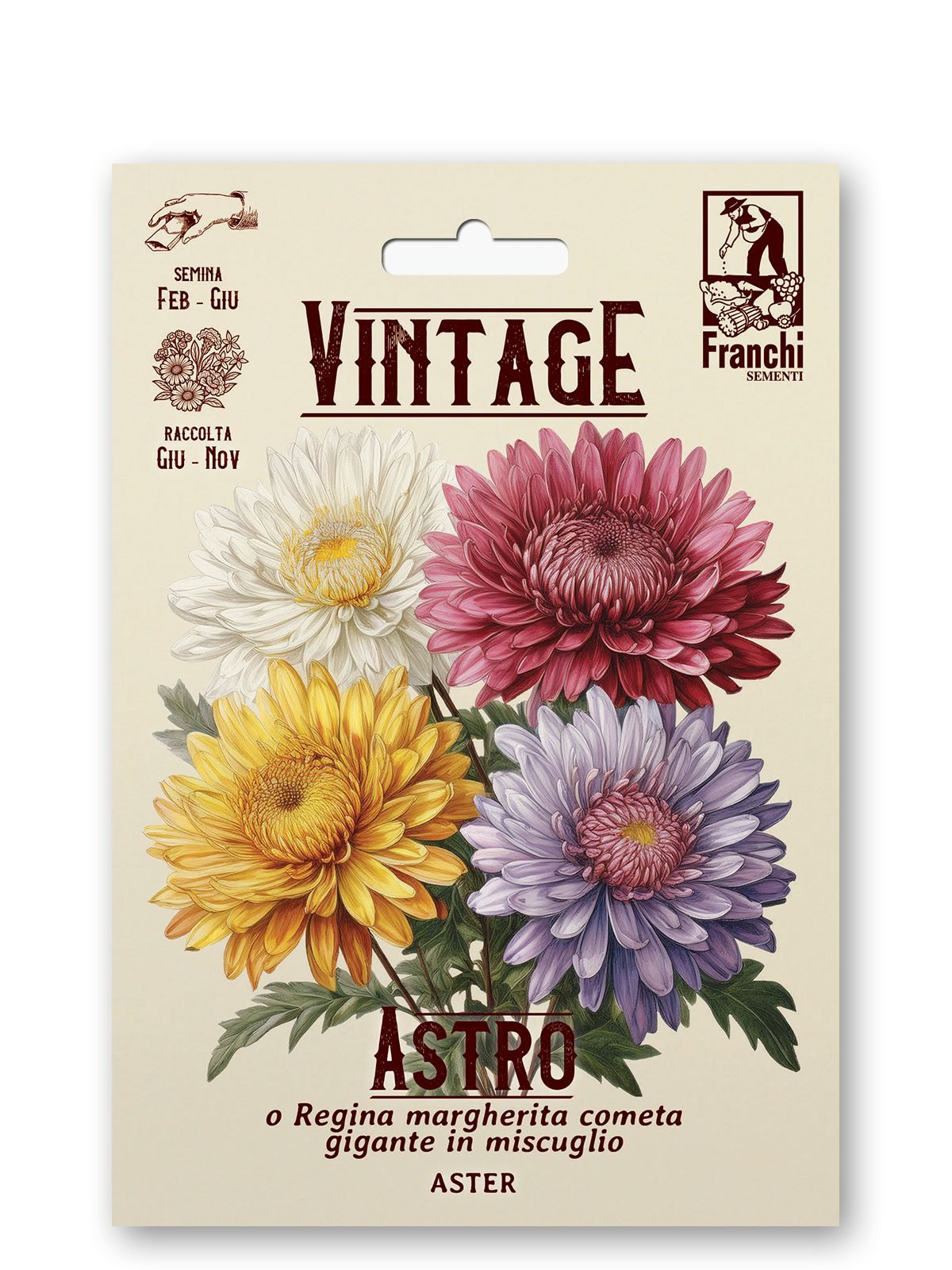 Aster Princesse Multicolor Vintage 1928 Flower Seeds Franchi Seeds