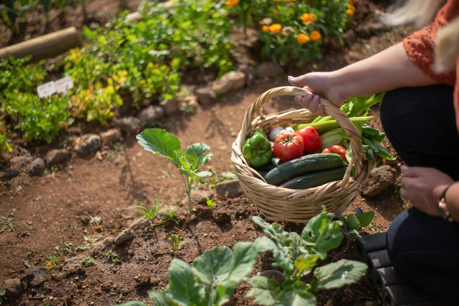 Hands holding a basket of freshly picked tomatoes, cucumbers, peppers and garlic from a vegetable garden
