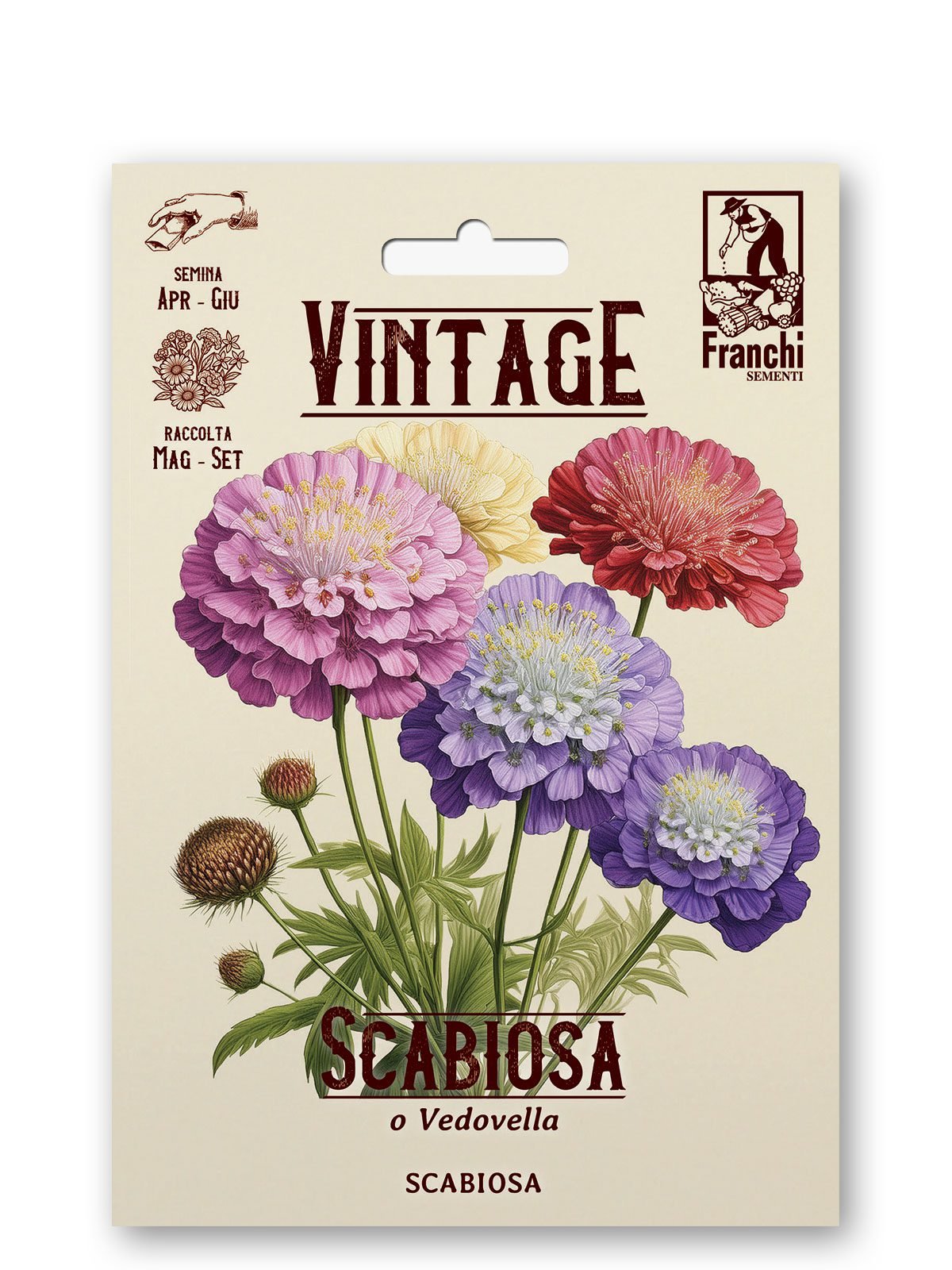 Scabiosa Multicolor Vintage 1928 Flower Seeds Franchi Seeds