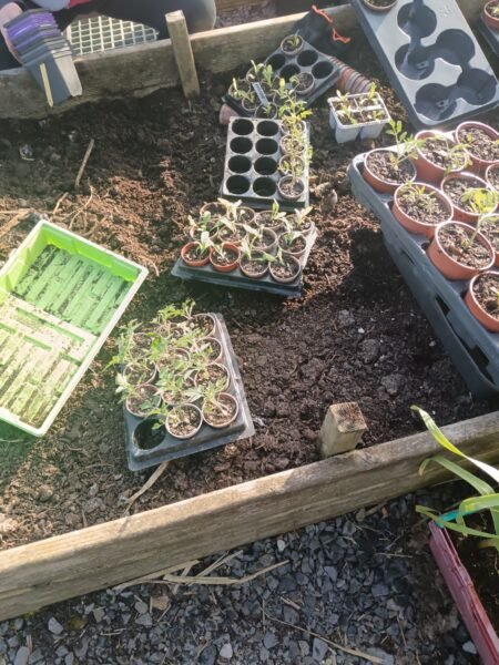 Tomato seedlings in pots hardening off outdoors next to a raised bed of garlic