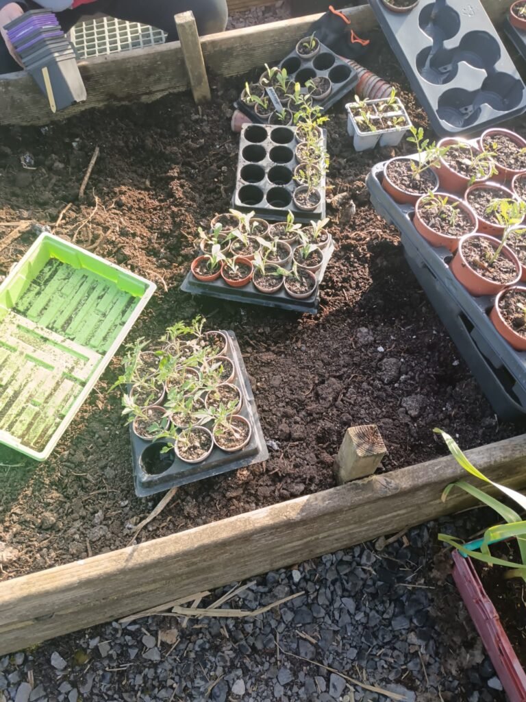 Tomato seedlings in pots hardening off outdoors next to a raised bed of garlic