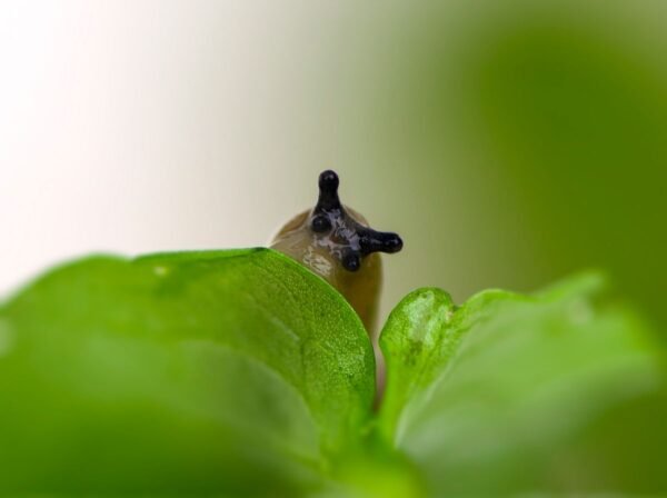 A slug peeking over a green leaf in a vegetable garden