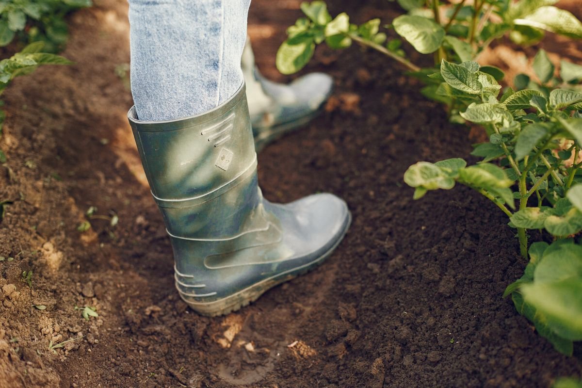 Wellington boots standing in dark garden soil beside potato plants